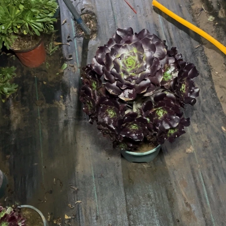 44巫毒多肉植物多肉植物