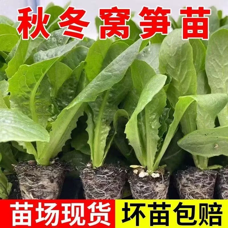 高产红皮莴笋秧苗莴苣阳台蔬菜绿色莴苣四季菜苗秧苗耐寒抗冻过冬