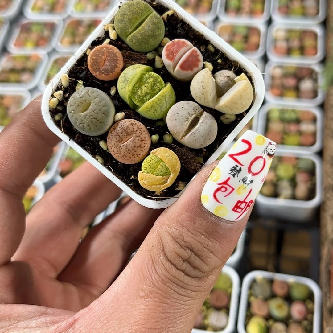 生石花组合单头发货有根