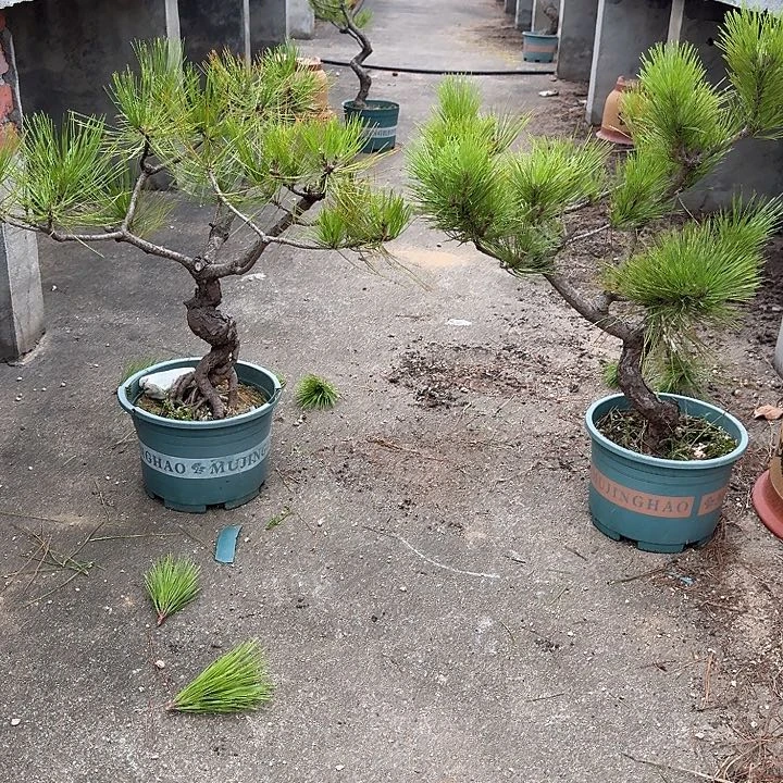 老***赵无花朵盆栽植物黄山盆景