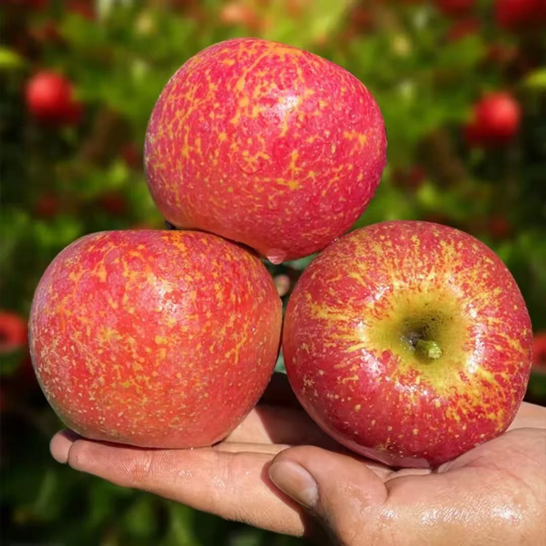 【全国次日达】云南昭通丑苹果脆甜多汁新鲜现发正宗丑苹果当季热卖云南省云南省