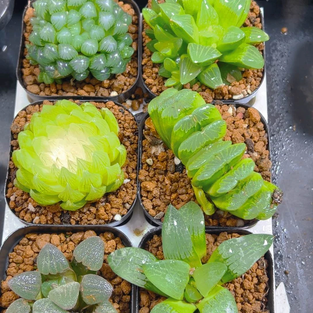 新人套餐玉露多肉6颗