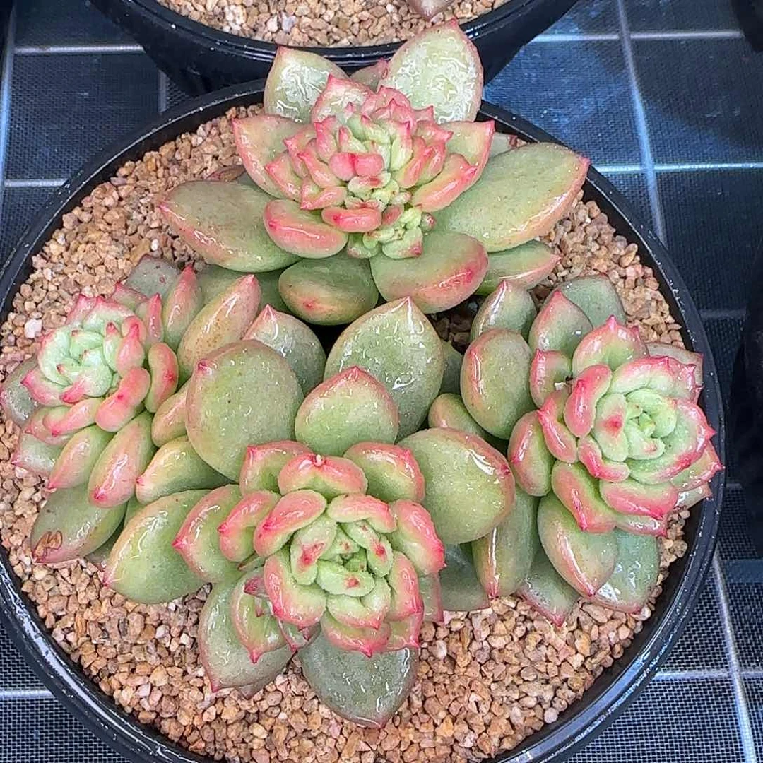 从前慢甄选多肉编号苹果花