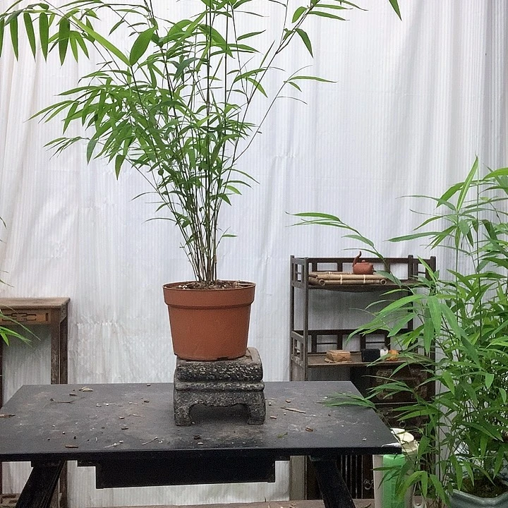 完全开放竹子竹子w