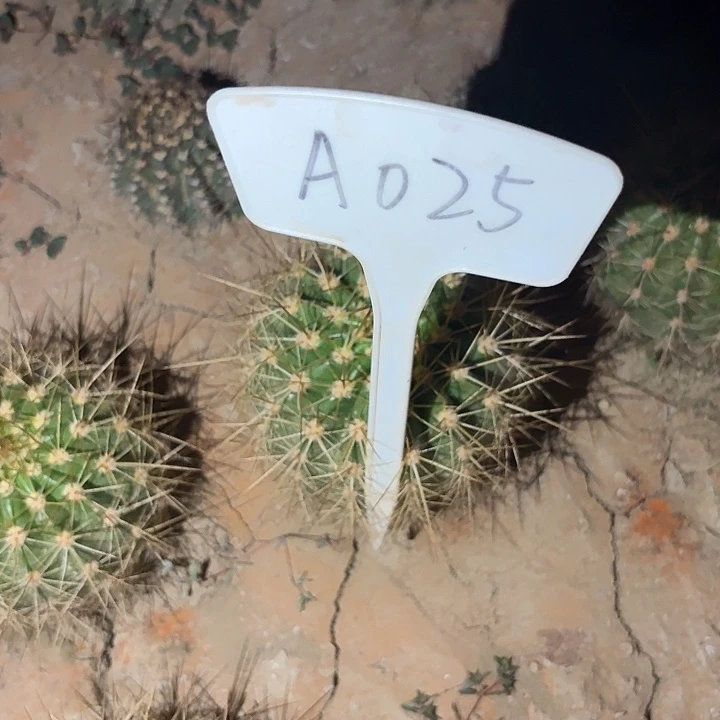 温**示A025,清惊艳瑕疵歪头