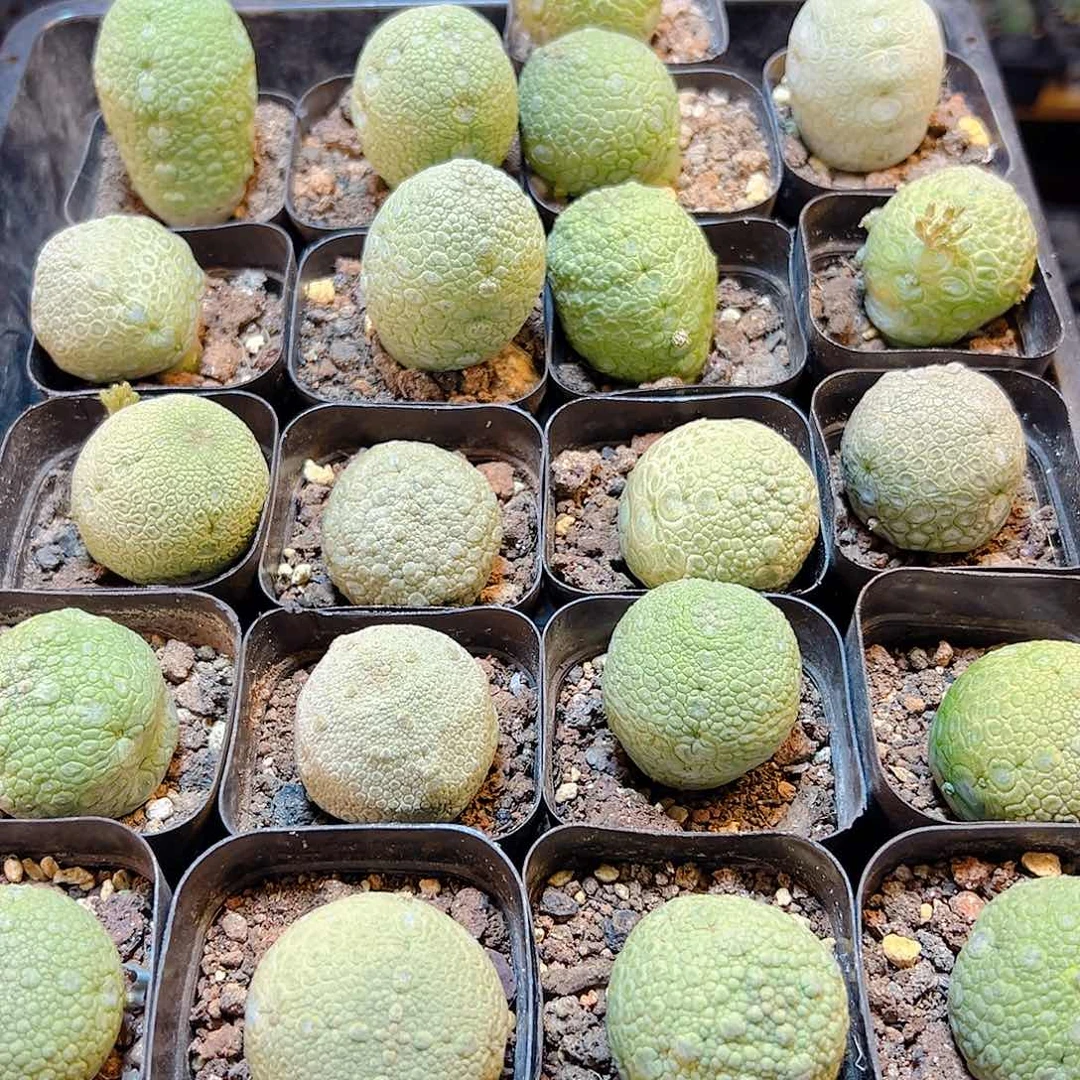 实生凝蹄玉带盆3.9公分