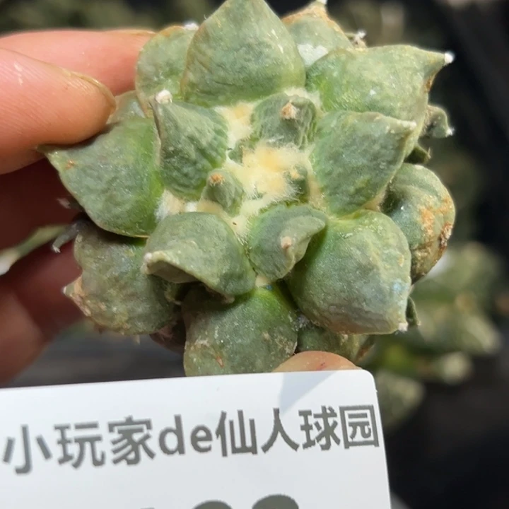 193自根 仙人球的故事是