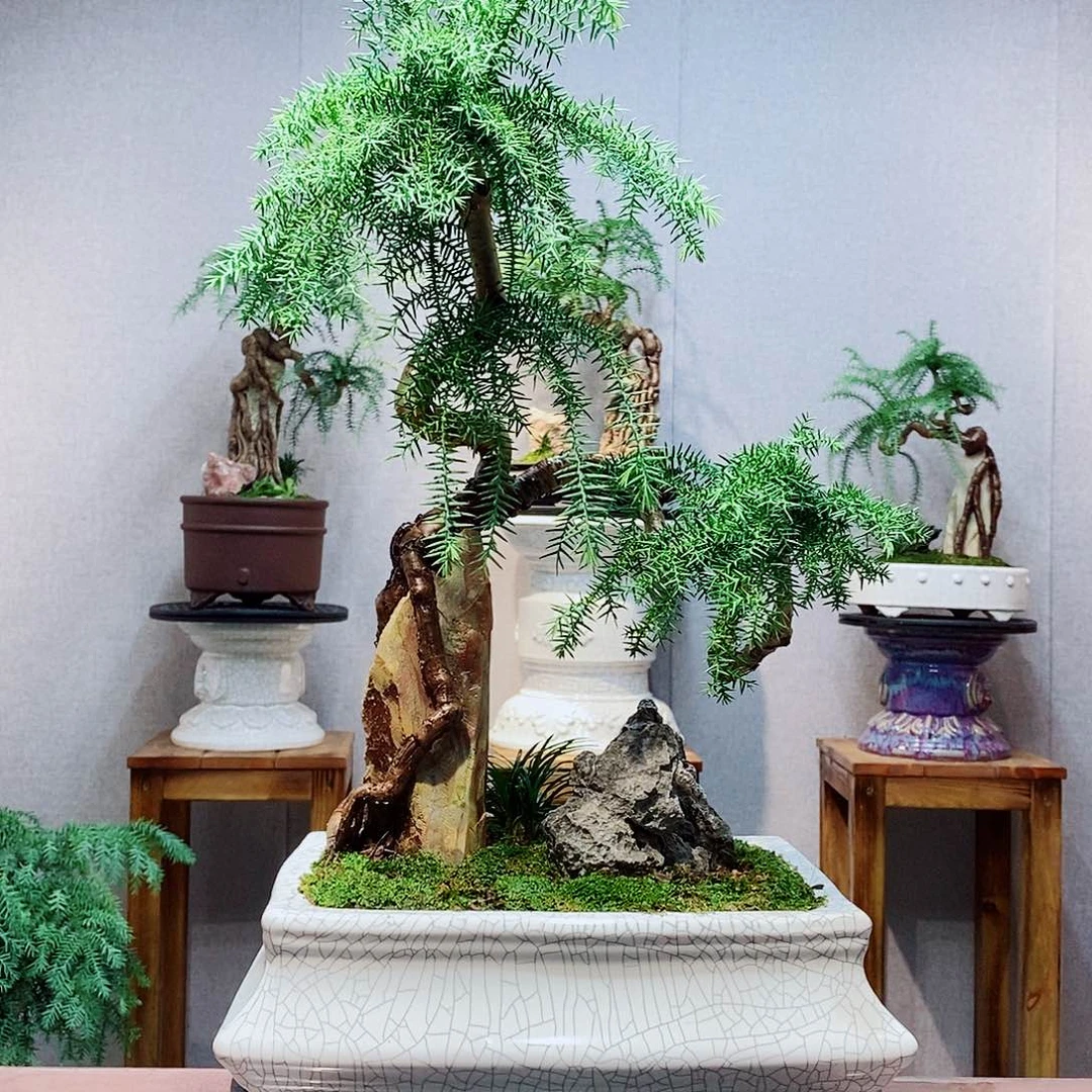 无***名无花朵澳洲杉11111