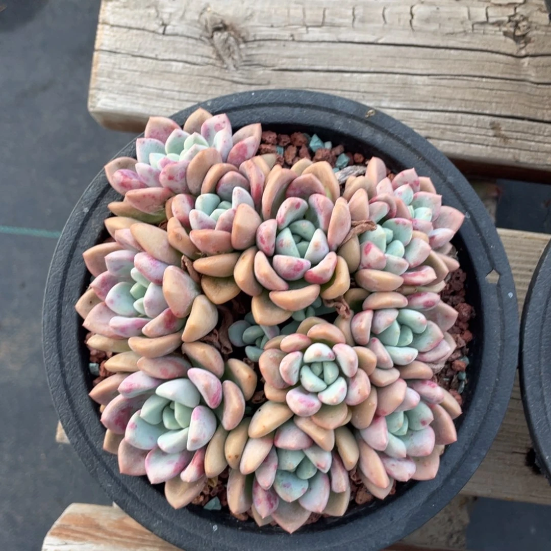 花斑鹿朵朵缀无砍