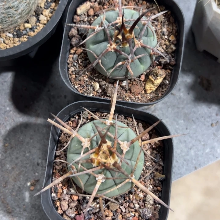 路***3仙人球仙人球仙人球仙人球仙人球