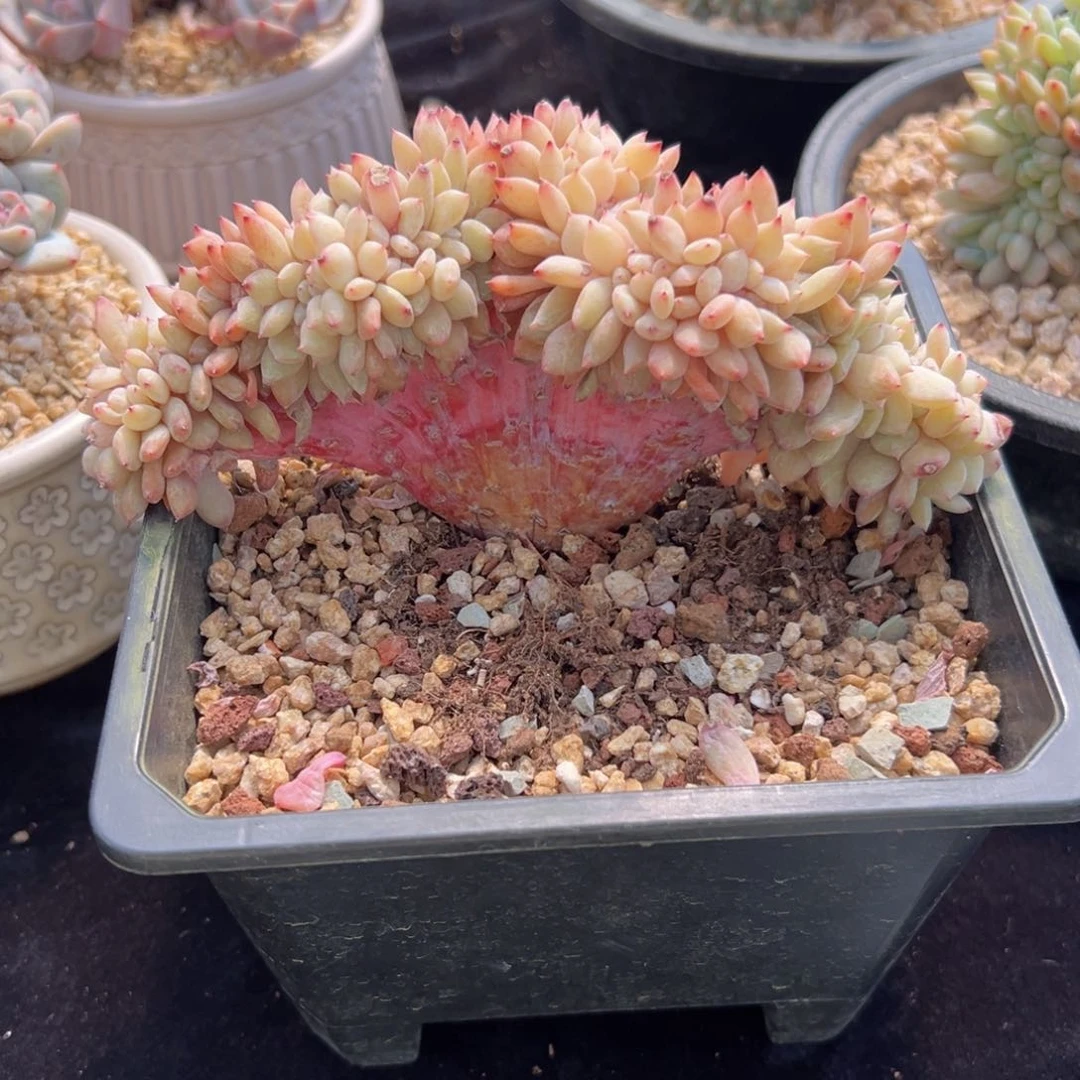 新年快乐 新年快乐