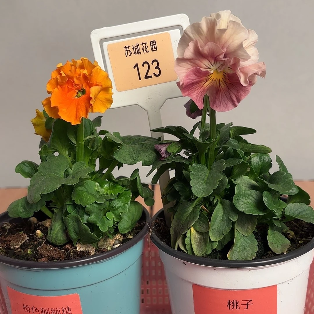 大部分开放少量花苞123