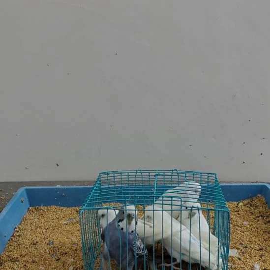 虎皮鹦鹉鹦鹉鹦鹉鹦鹉5只