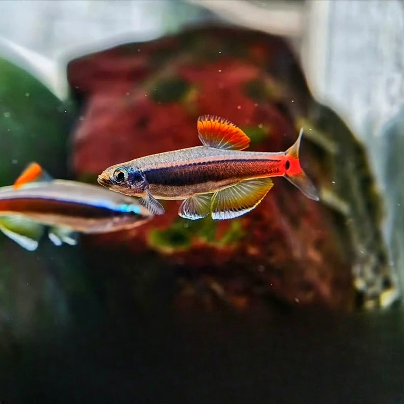 鱊你同行越南金丝 白腹唐鱼 进口稀有冷水鱼灯科鱼不加温皮实好养