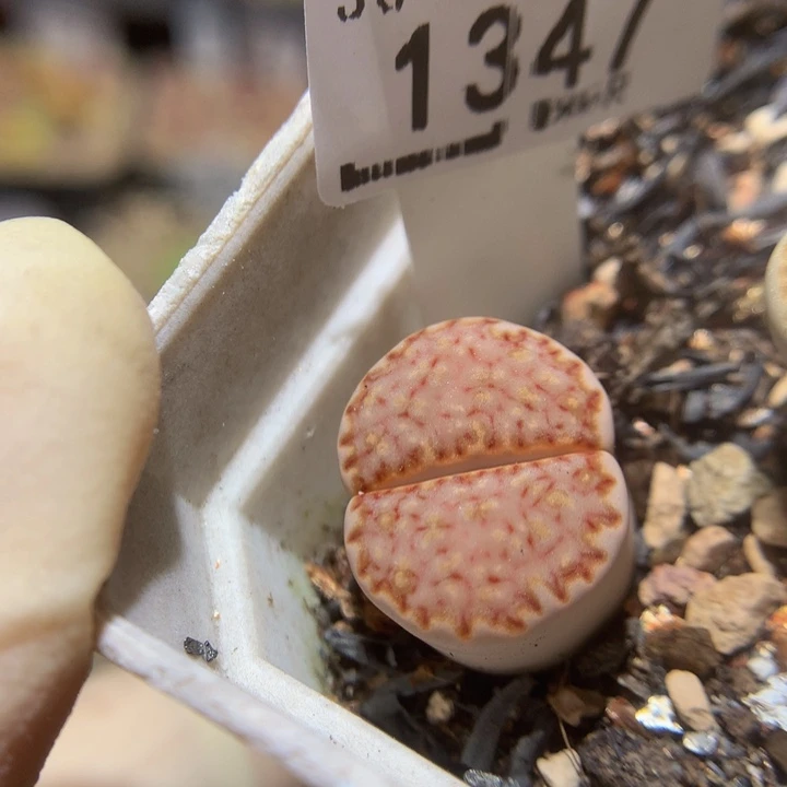 臭****Sss精品生石花1347高特