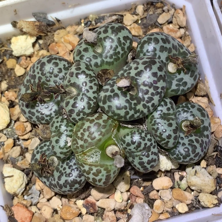 精品多肉植物大黑点安贞