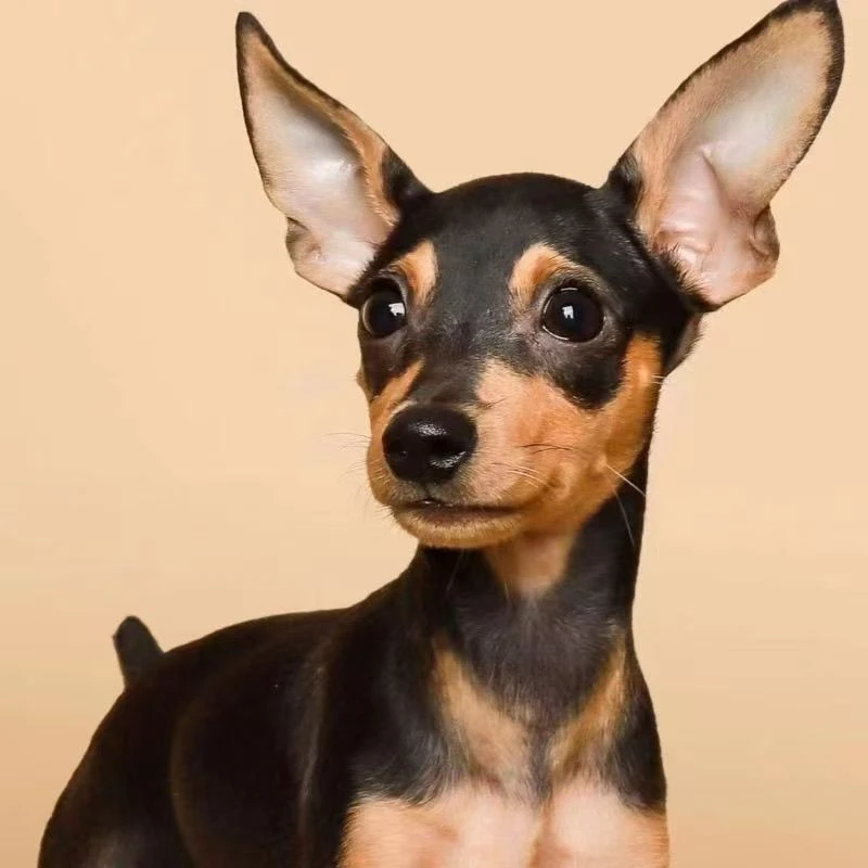 【超低价】小鹿犬幼犬迷你笃宾犬宠物狗混血小型犬铁包金小鹿活物体
