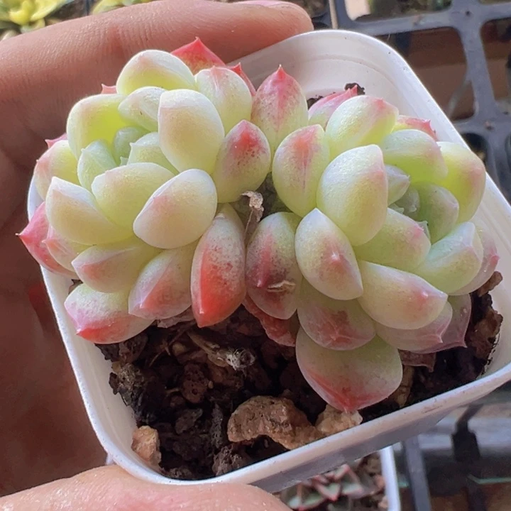 蜡像精品多肉植物