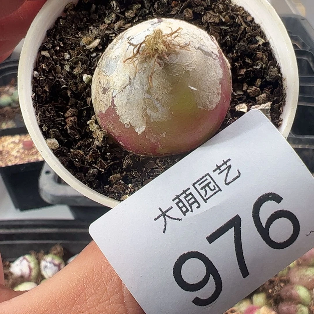 一物一拍。         976