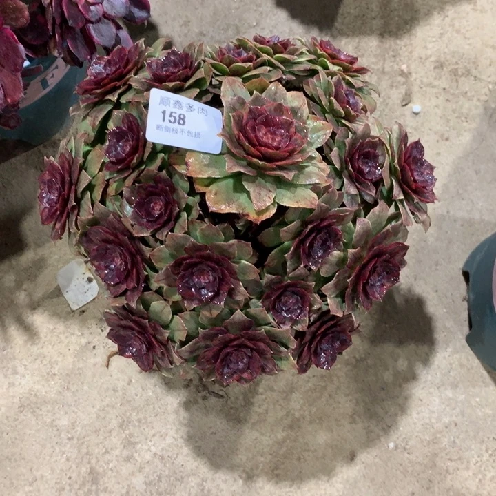 158红霞多肉植物