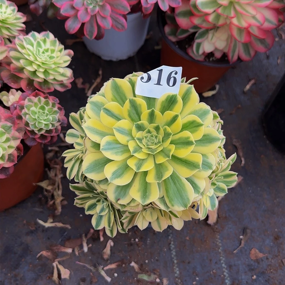 516多肉法师锦1111