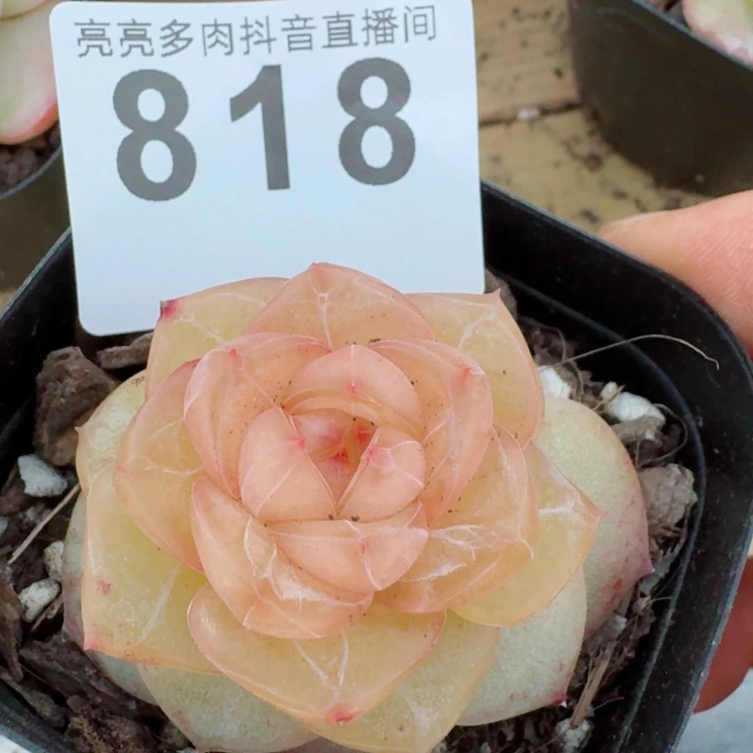 玛瑙珍妮         精品多肉