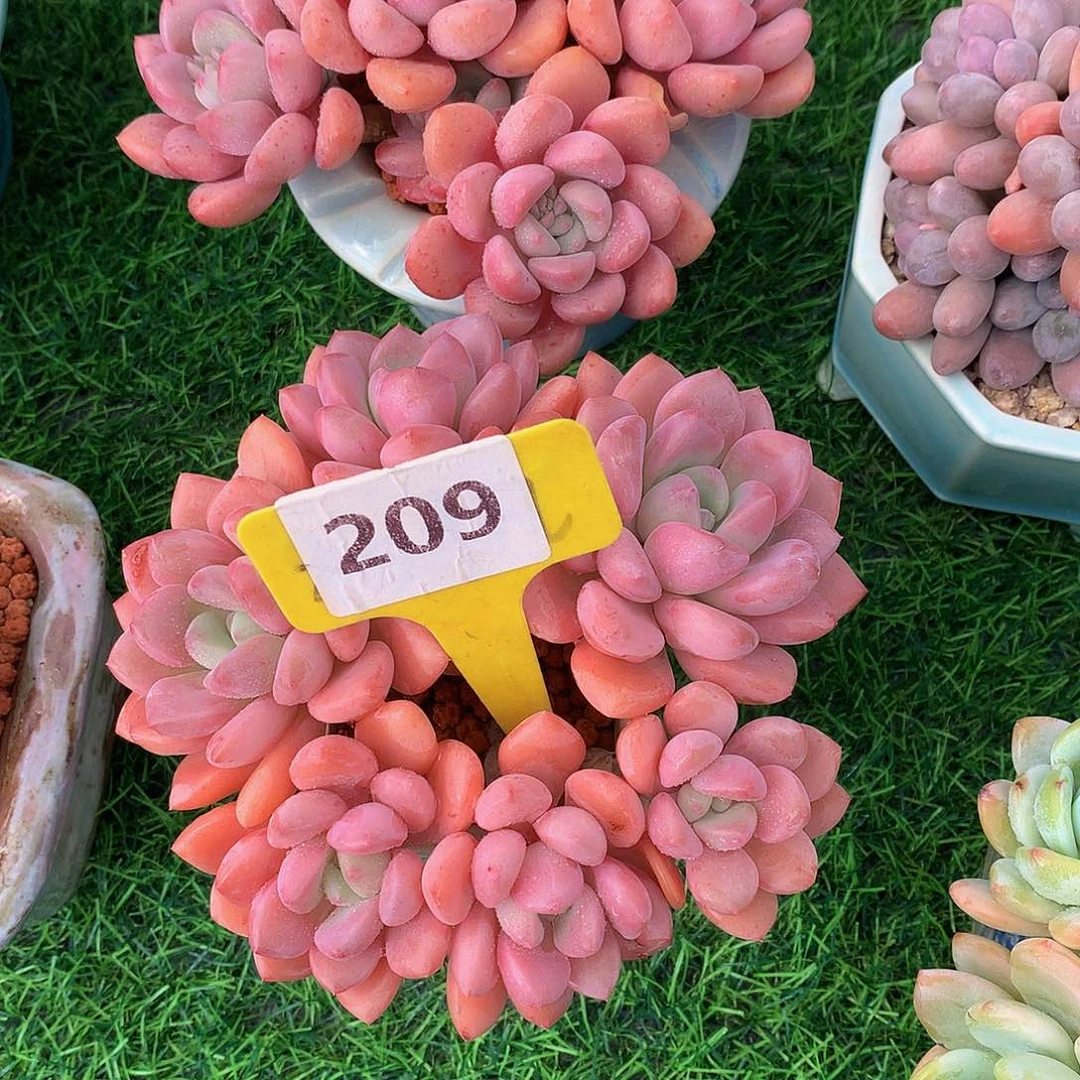 ?****白鹭多肉植物77272