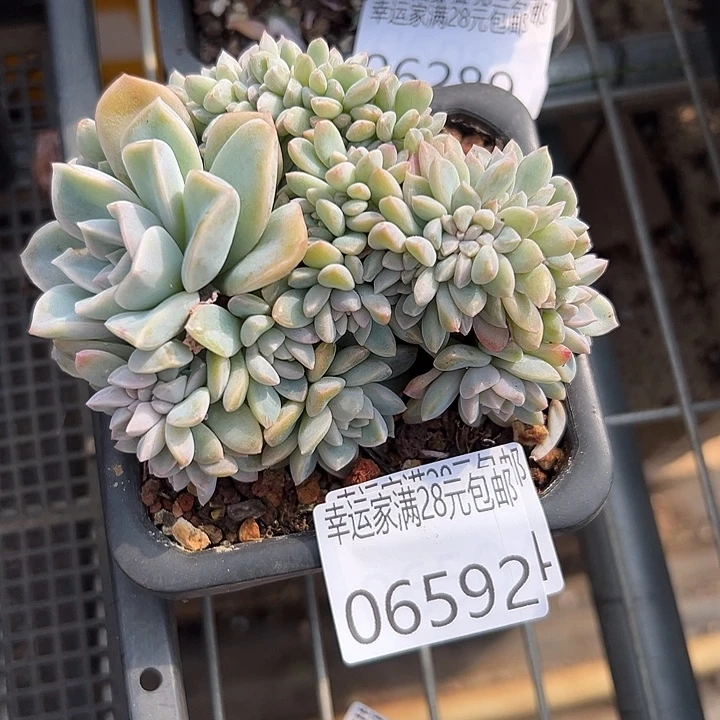 幸运的是我没有遇到过这么可爱