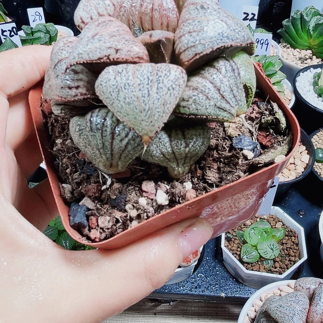 翡翠白银多肉植物66666