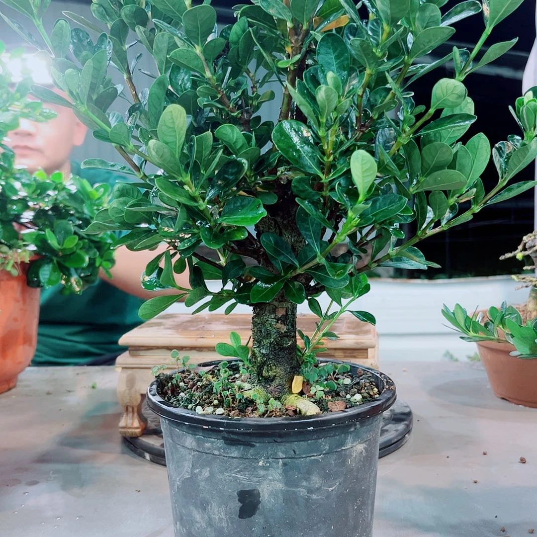 福****达摩栀子花花花花