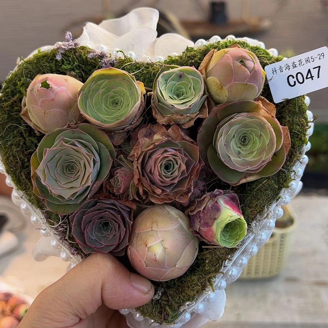 旧*C047。玫瑰混。 福利。