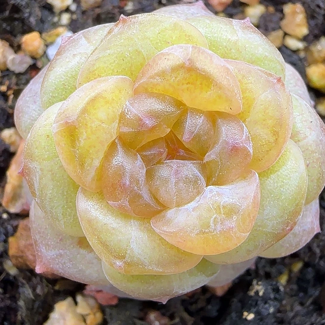 338三公分脱土发货糖心