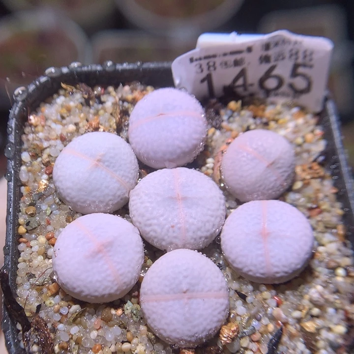 zzz精品生石花1465