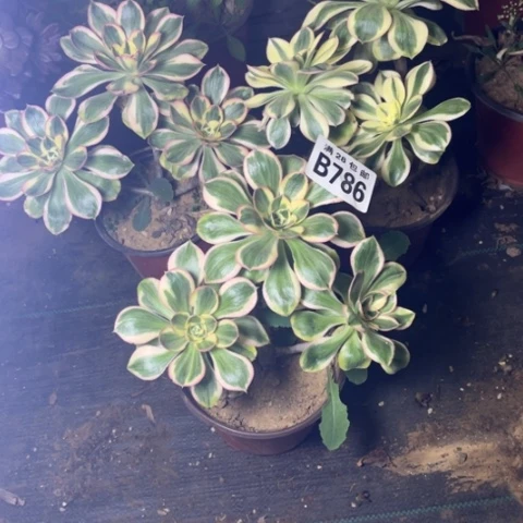 786燕子锦不包断枝