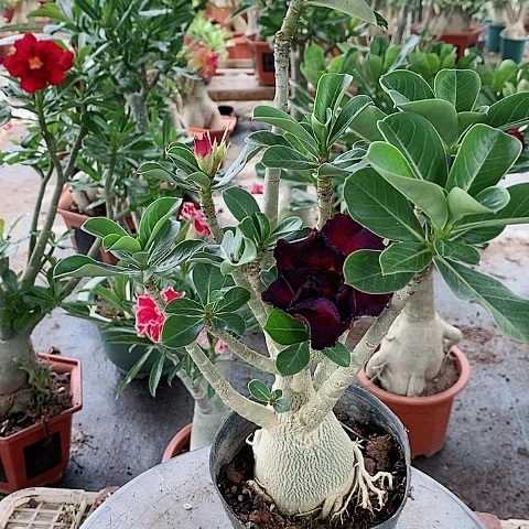 【闪购商品】无花朵花*者