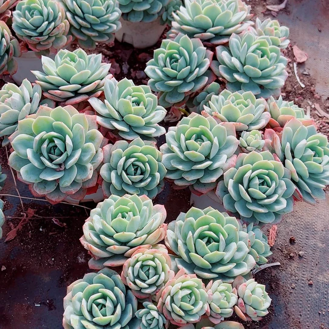 果冻恋曲多头造型精品