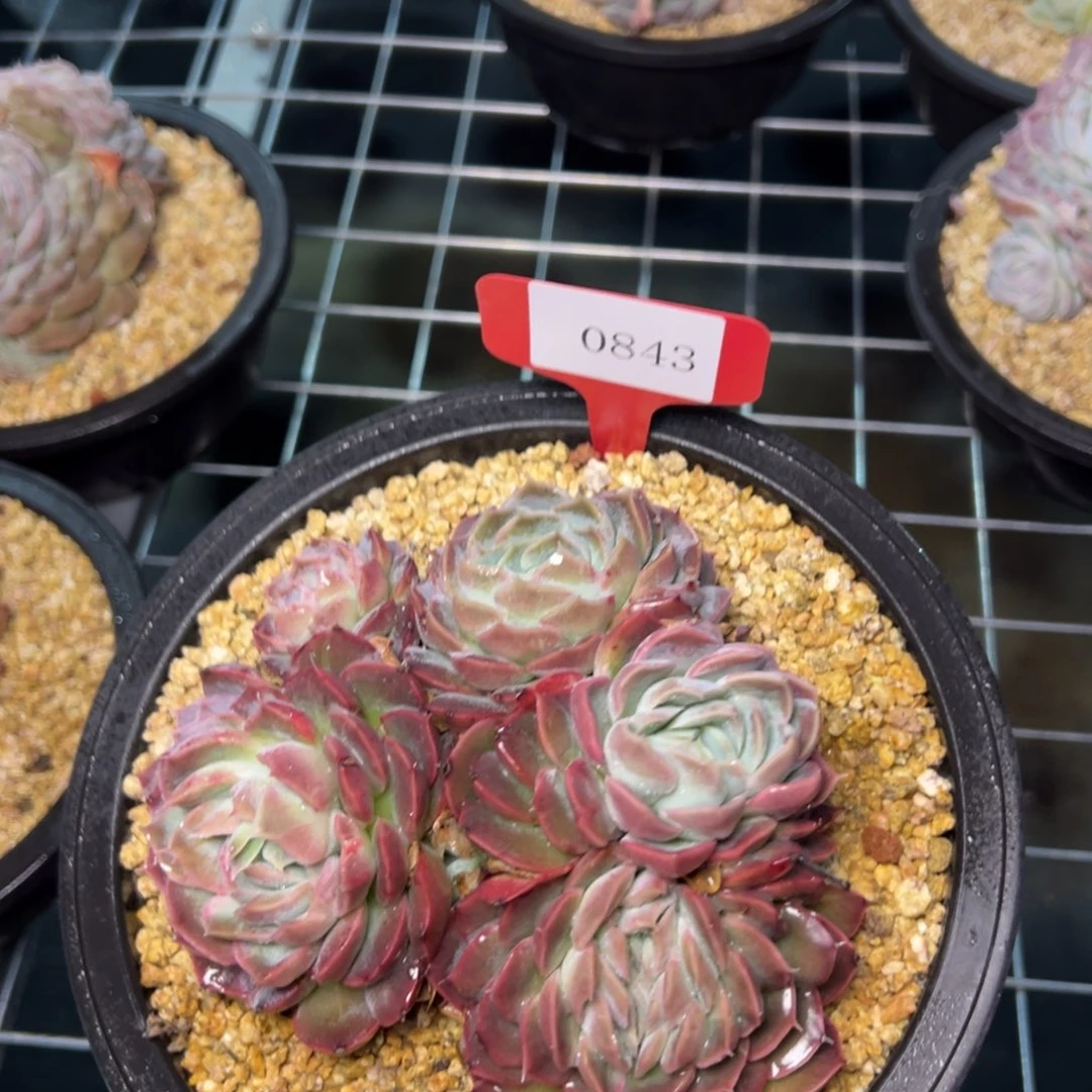 ?****?0843肉多么哟肉多哦多哦