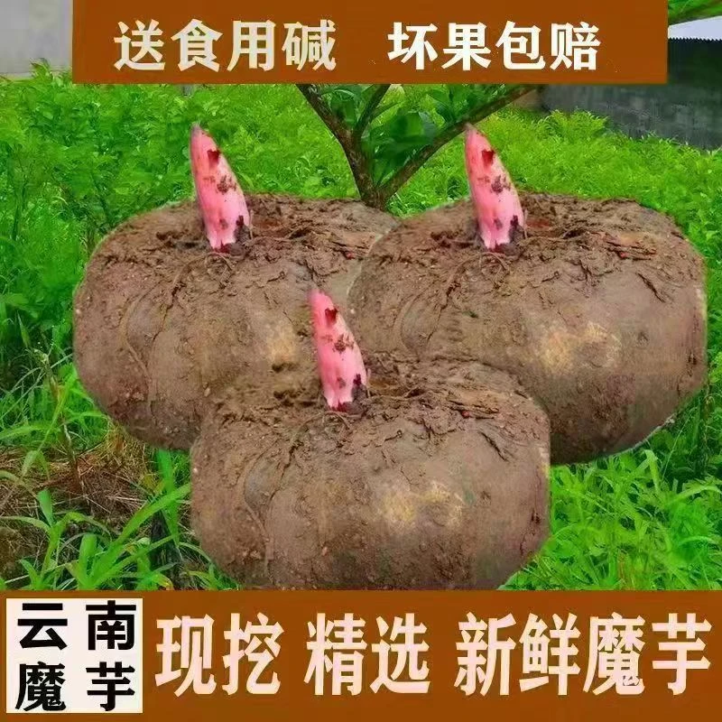 云南新鲜现挖生魔芋可做魔芋豆腐大个魔芋头