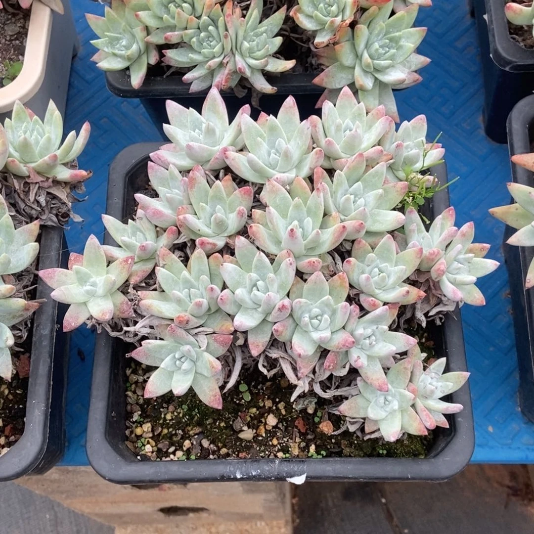 福利3号白姆多肉植物