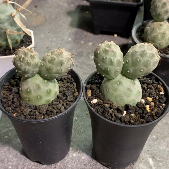 【闪购商品】元**宠开播福利开播福利