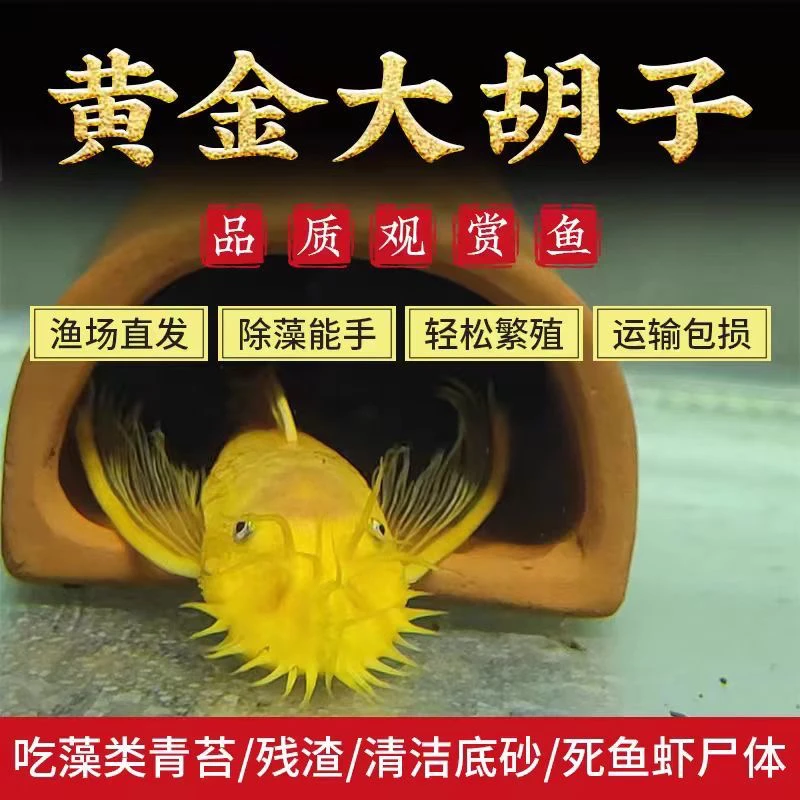黄金大帆胡子鱼吸壁除青苔黄金工具鱼观赏鱼胡子鱼清道夫鱼缸清洁