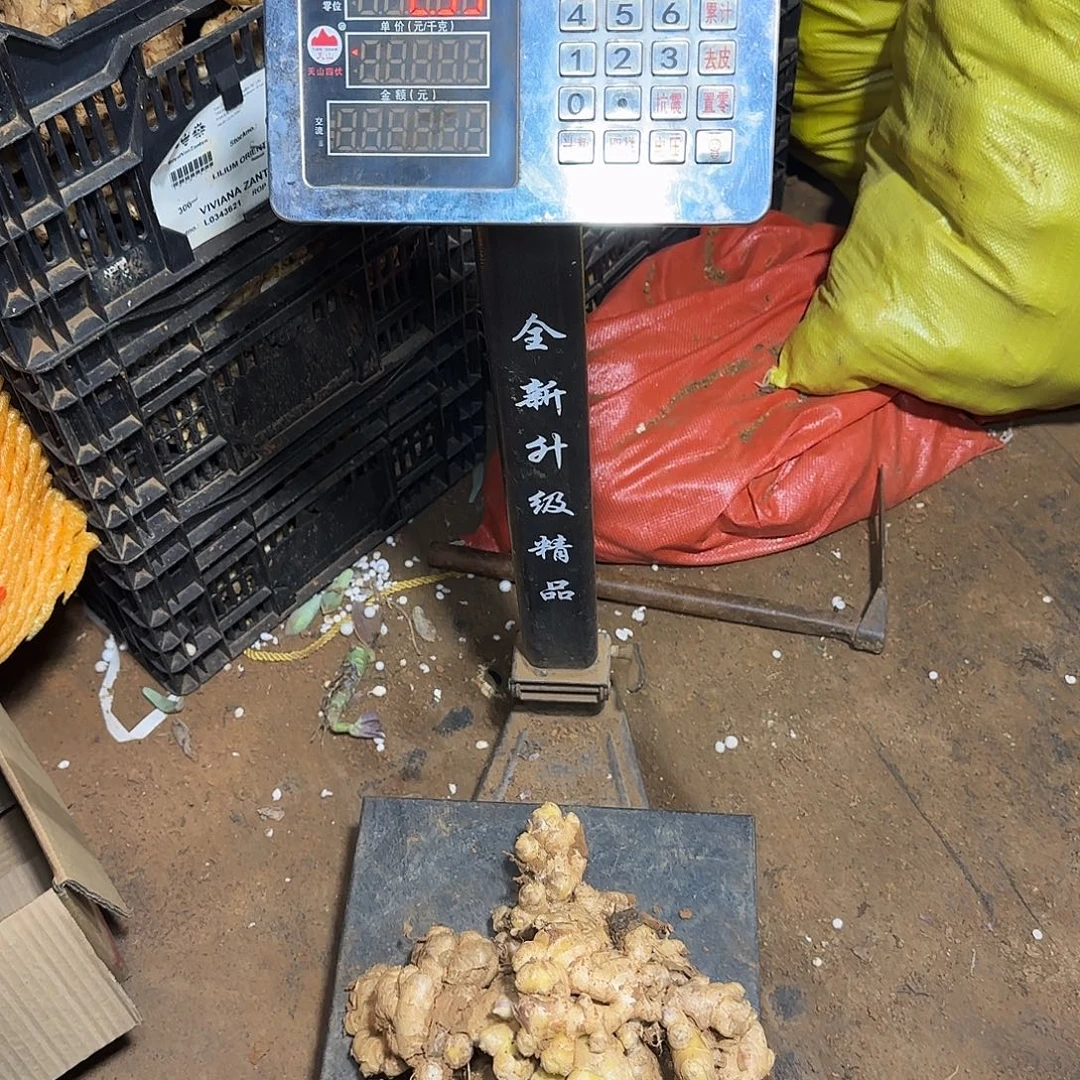 地栽生姜多肉多肉