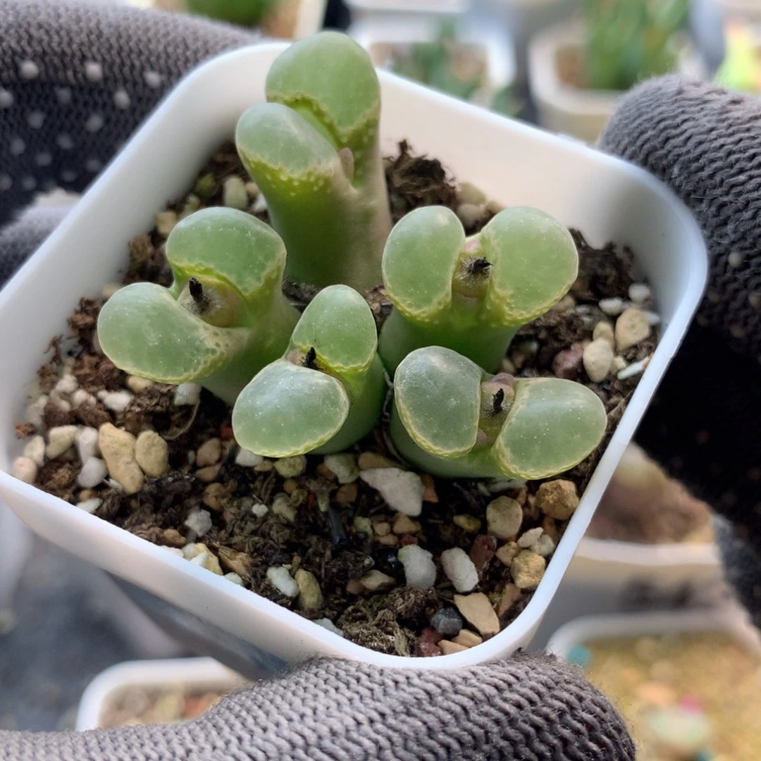 a447粉樱风铃母本