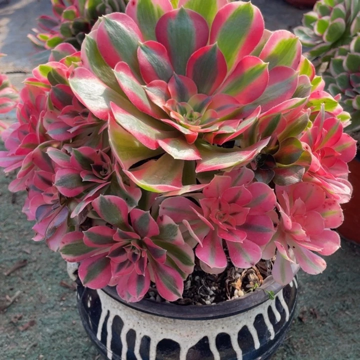 235粉女巫精品法师多肉