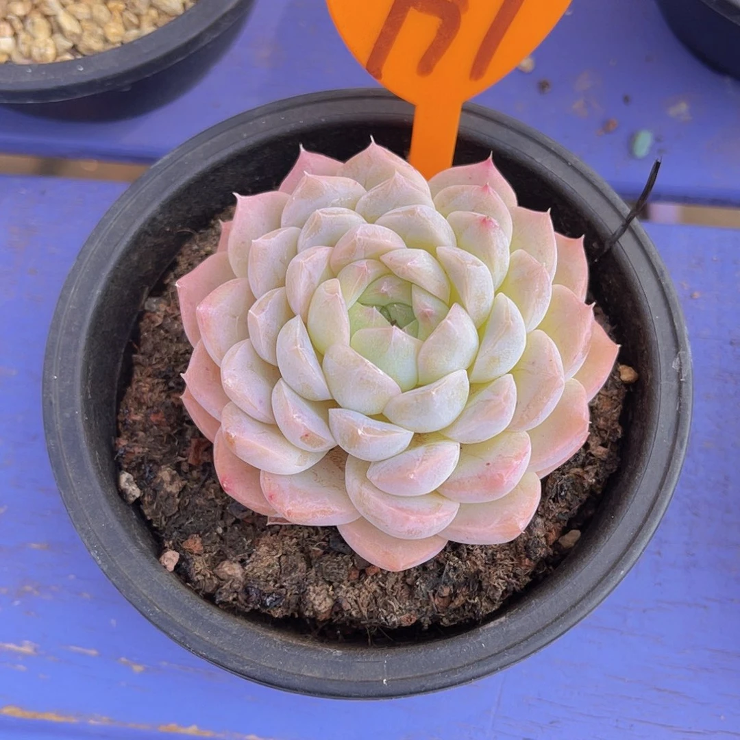 ❤️****797号多肉植物一物一拍