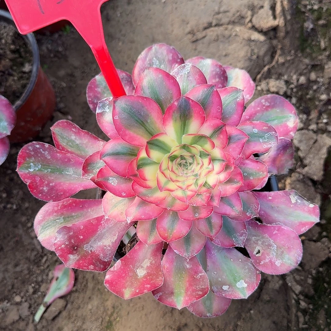 4579爱丽丝多肉法师