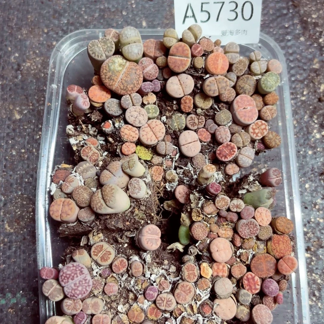 5730—生石花 生石花