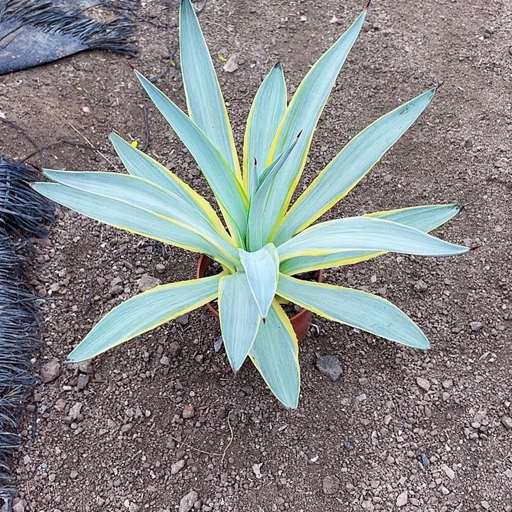 雨***荷完全开放银河旅人裸根发货