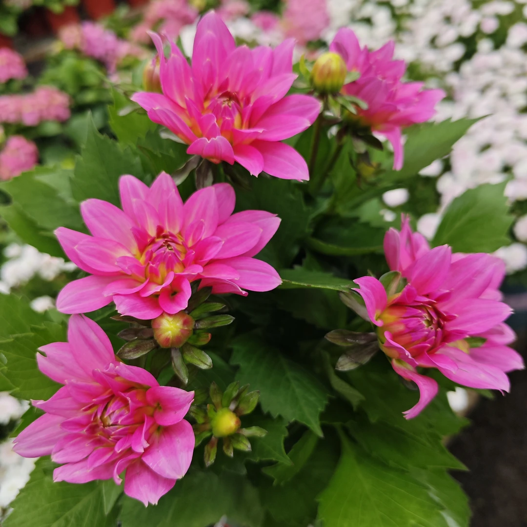 大丽花粉色三文鱼盆栽 大花型花卉四季开花阳台庭院观花植物