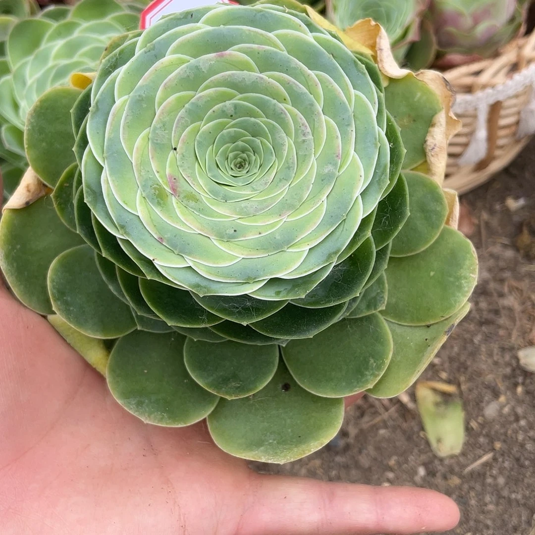 山地玫瑰单头 390